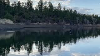 Bald Eagle catches fish in 4K