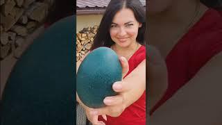 Rare EMU EGGS! | Royal LQT |