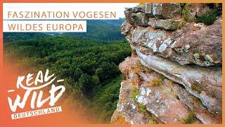 Wildes Europa: So schön sind die Vogesen! | Natur Doku | Real Wild Deutschland