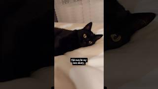 Dear diary... #funnyvideos #funnycats #memes #diary #funny #shorts #blackcats #joke #comedy