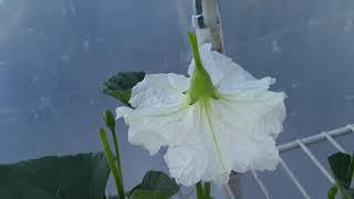 How to Hand Pollinate Hard Shell Gourds