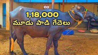 ఒక లక్ష 18 వేలకు 3 గేదెలు కొన్నాము || please save farmers