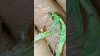 Amazing footage of praying mantis shedding it's skin #shorts #prayingmantis #insects