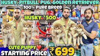 Cheapest Dogs Market In Delhi NCR | Husky, Retriever, Shitzu | Dog in 699₹ | The Pet Mansion