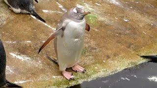 Leucisitic Gentoo Penguin 'Snowflake' at Edinburgh Zoo - 18/02/23