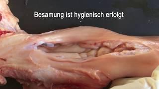 Die Besamung mit sanitarischer Überzugshülle