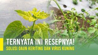 CARA MENGATASI DAUN KERITING DAN VIRUS KUNING TANAMAN CABAI