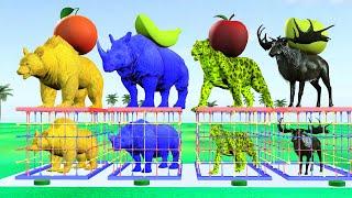 Choose The Right Gift Box Run Game With Tiger Bear Rhino Deer, Funny 3D Animal Game