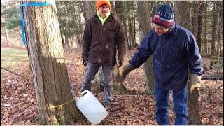 Tree Talk: A Hobbyist's Guide to Maple Sugaring