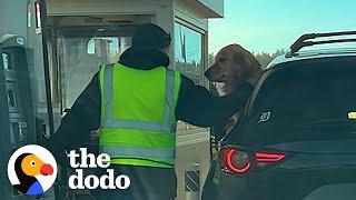 This Dog Will Do Anything To Befriend Every Stranger | The Dodo