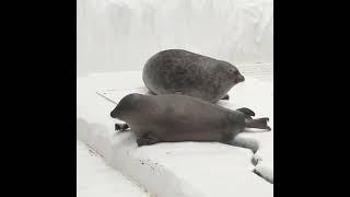 Seal video archive museum: cutes 