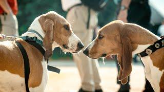 Zusammen für den Schwyzer Laufhund |  Merey sous Montrond - Frankreich