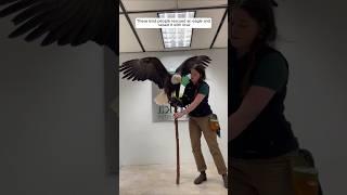 These kind people rescued an eagle and raised it with love #animalshorts #shortvideo