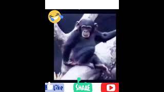 Funny monkey laughing  #shorts #funnymonkey #monkeylaugh #loltv