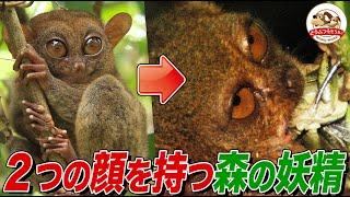 [A forest fairy undergoes a sudden transformation!?] The Philippine tarsier has two faces, one du...