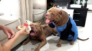 Lucu Banget | HEWIE PITBULL Pelakunya Cocon Yang Kena Marah  #hewiepitbull