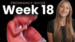 18 Weeks Pregnant | Week By Week Pregnancy