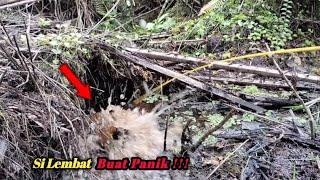 Mancing Lembat Babon di Spot Tak Terjamah!! Tarikannya Buat Panik