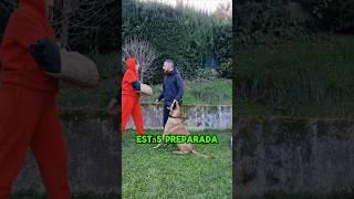 Este Perro Entiende Todas Las Órdenes De Su Dueño(vía @abelmalinois_)