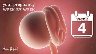 4 Weeks Pregnant - Natural Pregnancy Week-By-Week