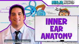 Special Senses | Inner Ear Anatomy