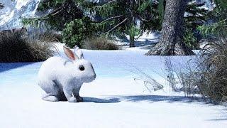 Как заяц зимой живет? Детям про животных.