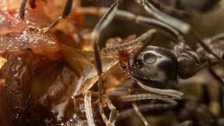 Meat ANTS tear flesh off EARTHWORM with powerful MANDIBLES