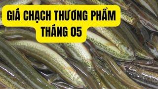 Giá Cá Chạch Thương Phẩm Mới Nhất Cuối Tháng 05 – Trại Giống Đông Sơn