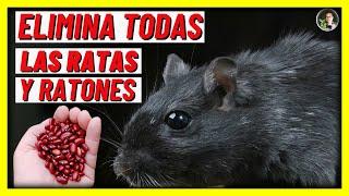 HOW TO ELIMINATE ALL THE RATS AND MICE FROM THE HOME - DEFINITIVE SOLUTION | Gio de la Rosa