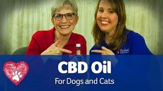 CBD Oil for Pets: Pet Care Pro Show