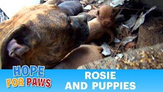 Rescuing a family of dogs with help from iPhone and You Tube.  Please share. #dog