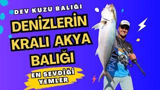 Akya (Kuzu) Balığının En Sevdiği 5 Yem - Başarılı Akya Avı İçin İpuçları!