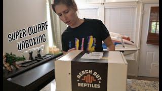 Super Dwarf Retic Unboxing from Reach Out Reptiles