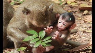 NANDA Monkey AND Her Baby -David Sleep on Ground With Other Monkey