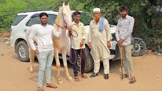 गांधीनगर वावोल गाव का दीलदार धोडा 21 लाख की भारी ओफर को ढुकराई