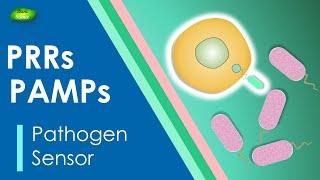 Pattern recognition receptor | Immune system | PRRs | PAMPs | DAMPs | Basic Science Series