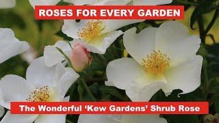 ROSES FOR EVERY GARDEN – THE WONDERFUL ‘KEW GARDENS’ ROSE: How to grow, deadhead and prune