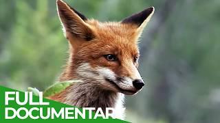 A Fox's Tale: Survival in the Alpine Wild | Free Documentary Nature