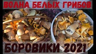 ПОШЛИ БЕЛЫЕ ГРИБЫ МАССОВО. Волна Белых Грибов в Беларуси 2021 Сбор белых грибов 15 июля