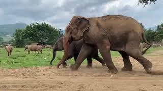Baby Elephant LekLek And Her Mother Run Excitingly To Enjoy In The River - ElephantNews