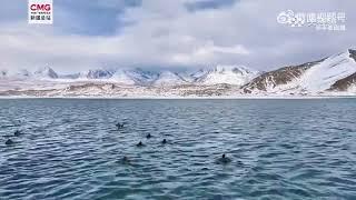 The Baisha Lake in Xinjiang is amazing. One part of it is water, the other is ice.