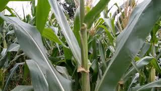 TANTE WIKWIK DI LADANG JAGUNG NGGAK TAKUT GATAL, RUMPUT TETANGGA LEBIH HIJAU DARIPADA RUMPUT SENDIRI