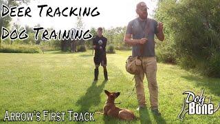 Deer Tracking Dog Training: How To Start Tracking with a Puppy