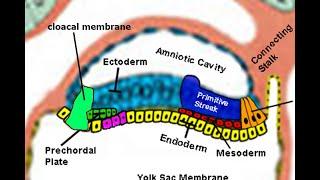 Embryology: Gastrulation – Let's Make the Primitive Streak and Germ Layers