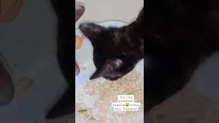 Kucing lahap, semua dimakan