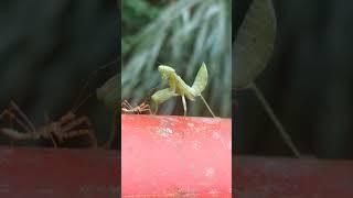 Mantis vs Leafhopper Assassin Bug (wait for it) | Insect fight caught on camera | BUG FIGHTS