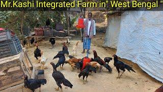 Aseel Farming || Mr.Kashi Biggest Farm ||