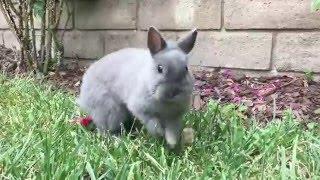 Happy Bunny Jumping