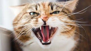 Mother Cat Calling For Her Kittens | Mom Cat Sounds | Mummy Cat Voice | Mama Cats Meowing Videos