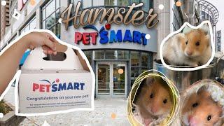 I got my first Hamster + Setup a Hamster cage| #3